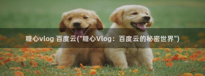 如何应聘糖心VLOG